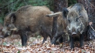 Wildschweine haben sich gerade in den Stadtteilen Euren und Zewen in Trier stark vermehrt, heißt es von Anwohnern.