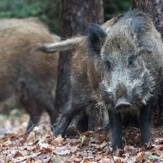 Wildschweine haben sich gerade in den Stadtteilen Euren und Zewen in Trier stark vermehrt, heißt es von Anwohnern.