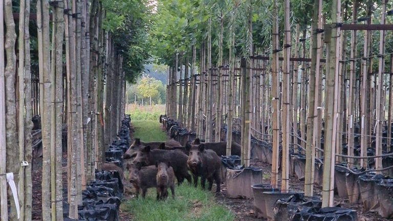 Wildschweine sind auch in den Plantagen gesichtet worden in der Baumschule in Trier.