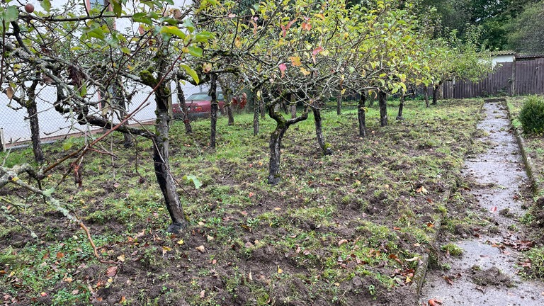 Ganze Arbeit haben die Schwarzkittel in Trier-Zewen geleistet: Der Garten ist nahezu vollständig durchwühlt.