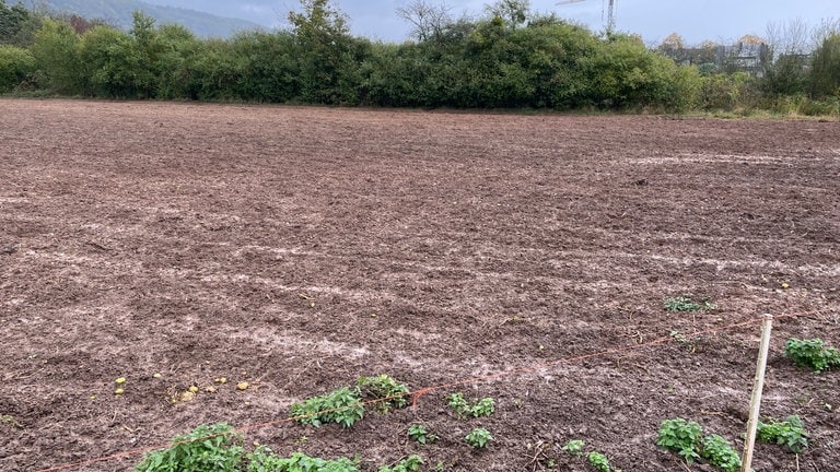 Wildschweine haben in Trier-Zewen Kartoffel-Felder durchwühlt. 