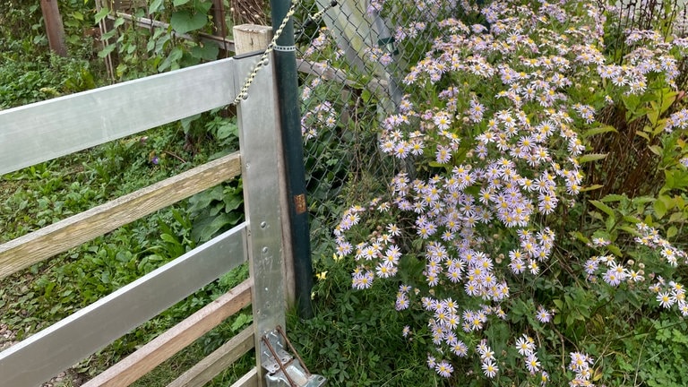 Im Gemeinschaftsgarten sichern Zaun und Gatter das Gemüse vor Wildschweinen.