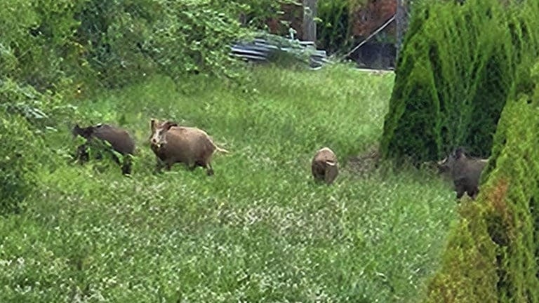 Immer wieder tauchen Wildschweine in Trier-Euren und -Zewen auf. Sie scheinen sich dort pudelwohl zu fühlen.