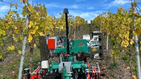 Ein KI-gestützter Roboter in einem Steillagenweinberg an der Mosel