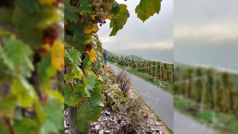 Ein Weinberg bei Kinheim an der Mosel.