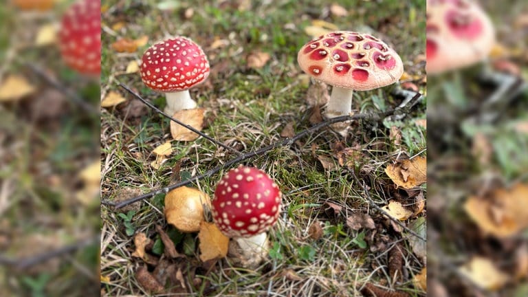 Schön anzusehen, aber giftig: Fliegenpilze im Herbst.