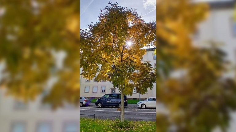 Ein weiterer Baum mit Herbstfärbung - aufgenommen in Trier-Süd.