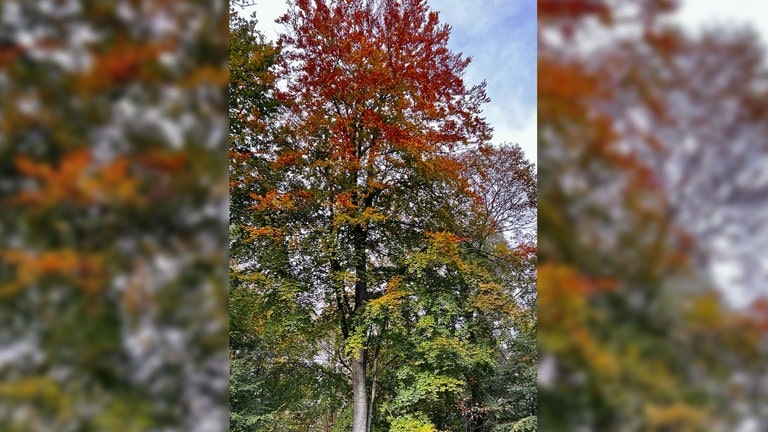 Ein Baum im farbenfrohen Herbstgewand.