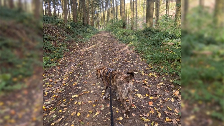 Hündin Susi im herbstlichen Wald.