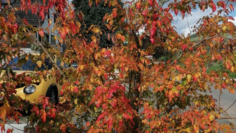 Ein herbstlicher Baum. Aufgenommen in Detzem an der Mosel.