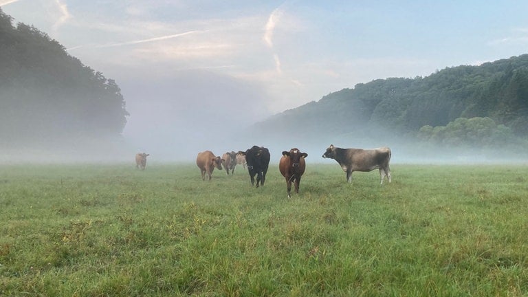 Rinder im Nebel im Mannebacher Tal im Landkreis Trier-Saarburg.