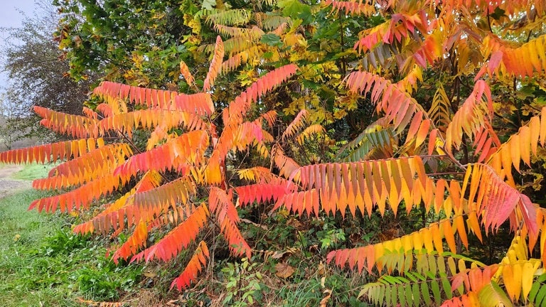 Blätter in leuchtenden Herbstfarben.