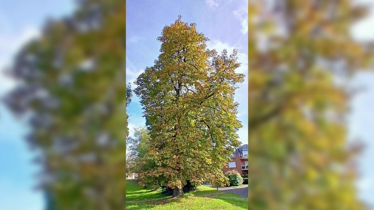 Baum mit Herbstlaub in Trier-Süd.