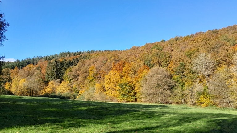 Herbstnachmittag in der Nähe von Gunderath in der Vulkaneifel.