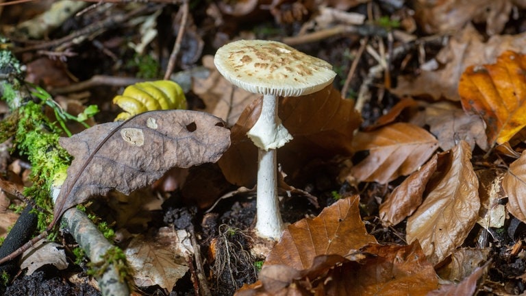 Ein giftiger gelber Knollenblätterpilz wächst in einem Wald in der Nähe von Gerolstein.