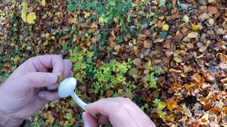 Pilze wie dieser Elfenbein-Schneckling in der Eifel sind attraktiv - aber giftig.