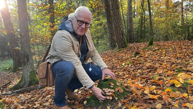 Pilzexperte Thomas Regnery zeigt Hallimasch-Pilze. Diese wachsen meist an geschwächten oder toten Bäumen. Der Pilz zersetzt das Holz. 