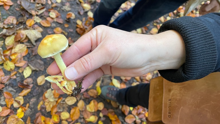 In der Eifel wachsen tausende Pilzarten. Hier ein grünblättriger Schwefelkopf. Er ist giftig.