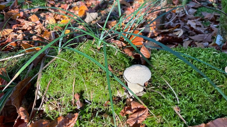 Die Saison für Pilze ist in der Eifel ist in vollem Gange. Es gibt viele schöne Pilze wie diesen Flaschenstäubling - aber die meisten sind giftig.