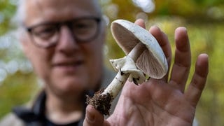 Der Eifeler Pilzsachverständige Thomas Regnery zeigt einen essbaren und ungiftigen Champignon.