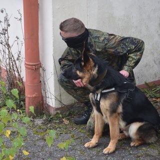 Los geht's erst auf Kommando: Der Hund bleibt ruhig, bis der ukrainische Soldat ihm einen Befehl zuflüstert. 