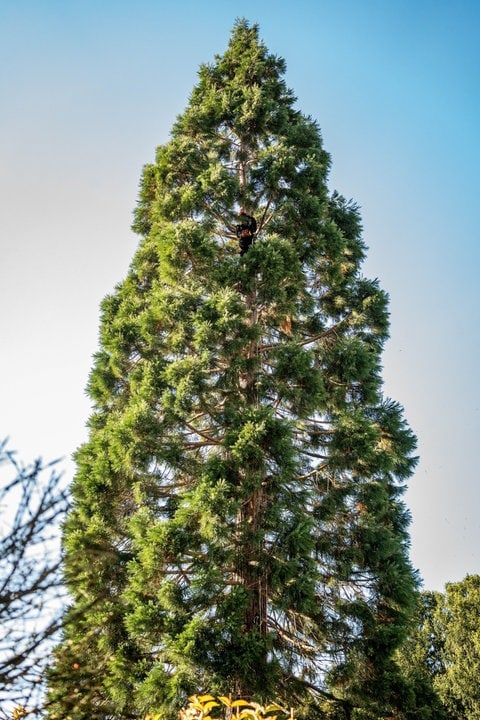 Der 25-Meter-Baum steht im Park eines Wellnesshotels an der Mosel.