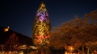 Der riesige Weihnachtsbaum in Traben-Trarbach leuchtete am Montag zum ersten Mal in diesem Jahr auf.