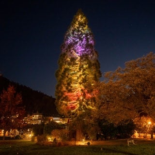 Der riesige Weihnachtsbaum in Traben-Trarbach leuchtete am Montag zum ersten Mal in diesem Jahr auf.