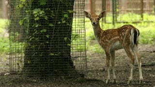 Damwild steht im Gehege in einem Tierpark (Symbolbild). Bernd Alscher (Freie Wähler) kennt ihr vielleicht noch aus der Berichterstattung der vergangenen Wochen, weil er im Landtag aus der Fraktion seiner Partei ausgetreten ist. Nun gibt es neuen Wirbel um seine Person. Er war 16 Jahre lang Bürgermeister der Verbandsgemeinde Birkenfeld und hat in einer seiner wohl letzten Amtshandlungen 127.000 Euro an den Tierpark in Birkenfeld überwiesen. Finanziert werden sollte damit eine Lernort für Kinder und Jugendliche außerhalb der Schule. Warum das jetzt Wellen schlägt? Er hat das erstens auf eigene Faust, also ohne die nötige Zustimmung des Verbandsgemeinderates veranlasst und zweitens ist Alscher Vorsitzender des Tierparks. Mittlerweile beschäftigt sich auch die Staatsanwaltschaft in Bad Kreuznach mit dem Fall. 