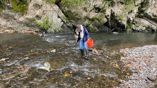 Wer einen Schatz finden will, muss sich die Füße nass machen: Geologin Sabine Kummer vom Natur- und Geopark Vulkaneifel in der Lieser auf der Jagd nach Saphiren in der Eifel.