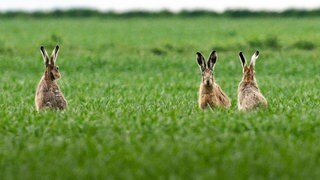 Im Landkreis Birkenfeld ist die Hasenpest nachgewiesen worden. Nach Angaben des Kreises wurde der Erreger jetzt bei einem toten Feldhasen in der Verbandsgemeinde Baumholder festgestellt. Die Hasenpest ist auch auf Menschen übertragbar. 