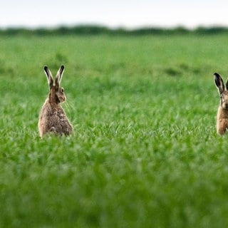 Im Landkreis Birkenfeld ist die Hasenpest nachgewiesen worden. Nach Angaben des Kreises wurde der Erreger jetzt bei einem toten Feldhasen in der Verbandsgemeinde Baumholder festgestellt. Die Hasenpest ist auch auf Menschen übertragbar. 