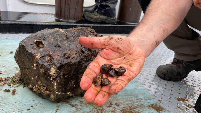 So sehen die Dreikantmuscheln aus, die die Forscher später auf Schadstoffe untersuchen werden. Ursprünglich gab es diese Muscheln nicht in der Stufe. Sie haben sich hier mithilfe von Schiffen angesiedelt, nachdem die Mosel aufgestaut wurde. Sie fühlt sich in ruhigen Gewässern wohl.