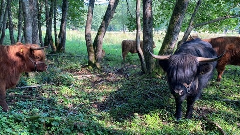 Die Hochlandrinder sind als Robustrinderrasse besonders gut geeignet, Weideflächen wie diese hier zu pflegen.