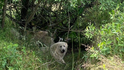 Heike Dahm-Rulfs Herdenschutzhunde liegen bei den Schafen, die sich im Schatten vor der Hitze schützen. Dieses Terrain ist auch ideal für den Wolf, sagt die Schäferin.