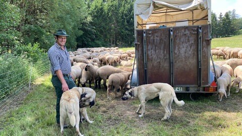 Wenn Matthias Reuter mit seiner Schafherde weiterzieht, muss er immer noch mal zurückfahren, um den Anhänger mit den Herdenschutzhunden zu holen. Ein Mehraufwand für ihn.