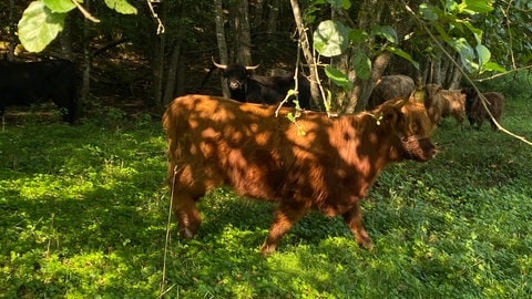 Schottische Hochlandrinder fühlen sich auch in der Eifel wohl, sagt Verena Ritter. Am liebsten haben sie den Winter, aber auch im Sommer halten sie es im Schatten gut aus.