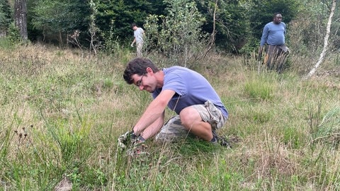 Michal schneidet die Ginsterbüsche zurück.