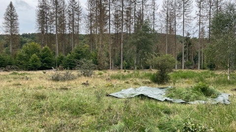 An vielen Stellen der Wiese wachsen die Büsche, die alle mit der Hand entfernt werden müssen.