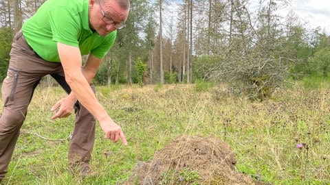 Roland Schmidt zeigt einen Hügel der Gelben Wiesenameise