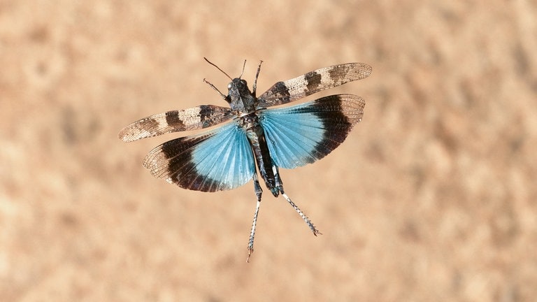 Die blauen Flügel der blauflügeligen Ödlandschrecke sind nur zu sehen, wenn sie fliegt oder springt. Ein solches Exemplar ...