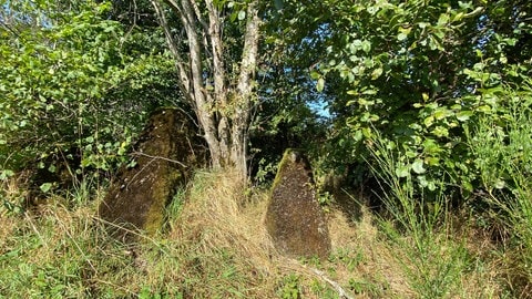 Die Betonhöcker des Westwalls dienten im Zweiten Weltkrieg als Panzersperre. Heute hat sich die Natur das Kulturdenkmal zurückerobert.