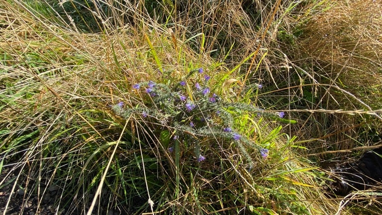 Die Pflanze Natternkopf ist so wie die blauflügelige Ödlandschrecke im Gebiet heimisch und ein Zeichen dafür, dass die Beweidung mit den Ziegen erfolgreich ist.