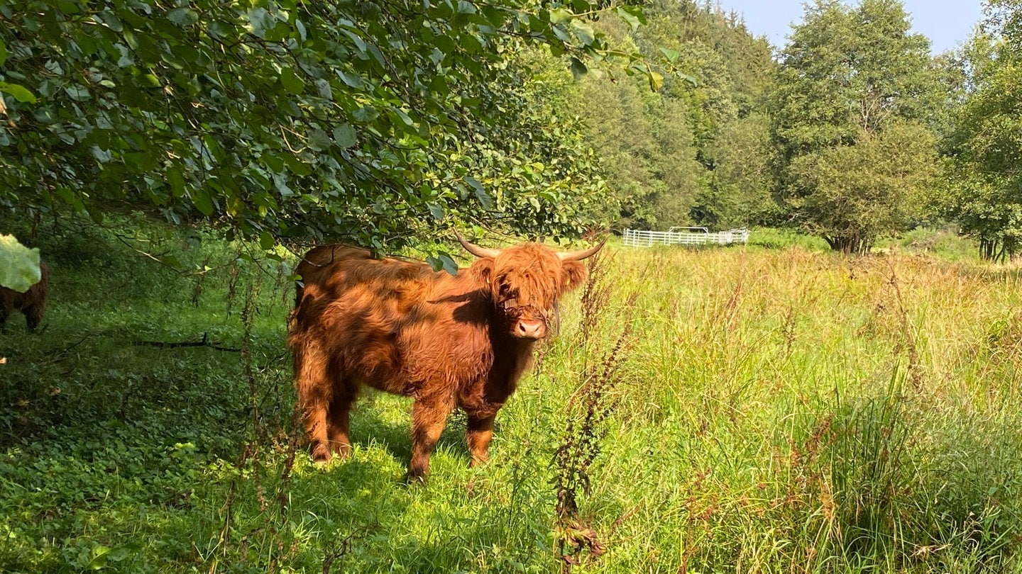 Schottische Hochlandrinder wie dieses könnten bald nicht mehr auf der Weide neben dem Kloster Himmerod stehen.