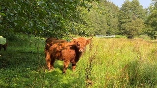 Schottische Hochlandrinder wie dieses könnten bald nicht mehr auf der Weide neben dem Kloster Himmerod stehen.