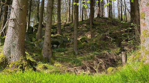 Unabhängig vom wissenschaftlichen Interesse ist der Wald in Kirchweiler auch einfach schön.