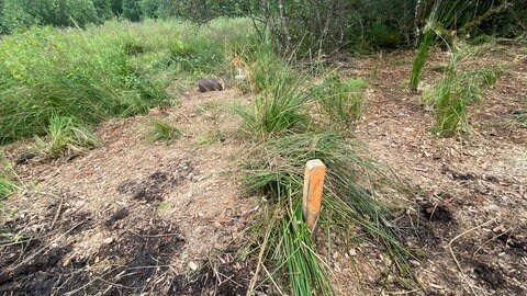 So sieht ein verfüllter Entwässerungsgraben aus. Das Holzstück markiert die Stelle, an der die Spundwand hineingetrieben wurde.