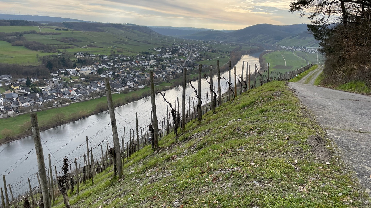 Winzer an der Mosel bewässern ihre Weinberge