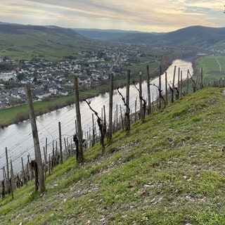 Winzer an der Mosel bewässern ihre Weinberge