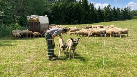 Zaun und Hunde reichen auf Dauer nicht, findet Reuter. Sollten sich die wenigen Wölfe in Rheinland-Pfalz vermehren, fordert er eine Obergrenze, ab der Wölfe geschossen werden dürfen.